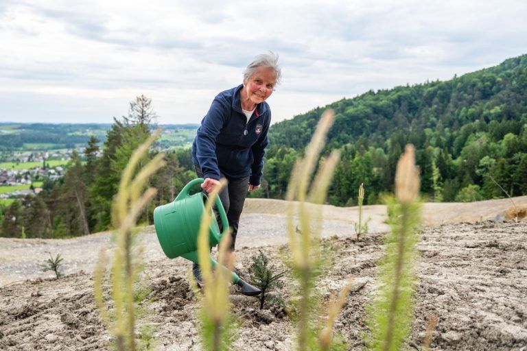 Wiederaufforstung nach Hangrutsch in Hochreute, Hörbranz