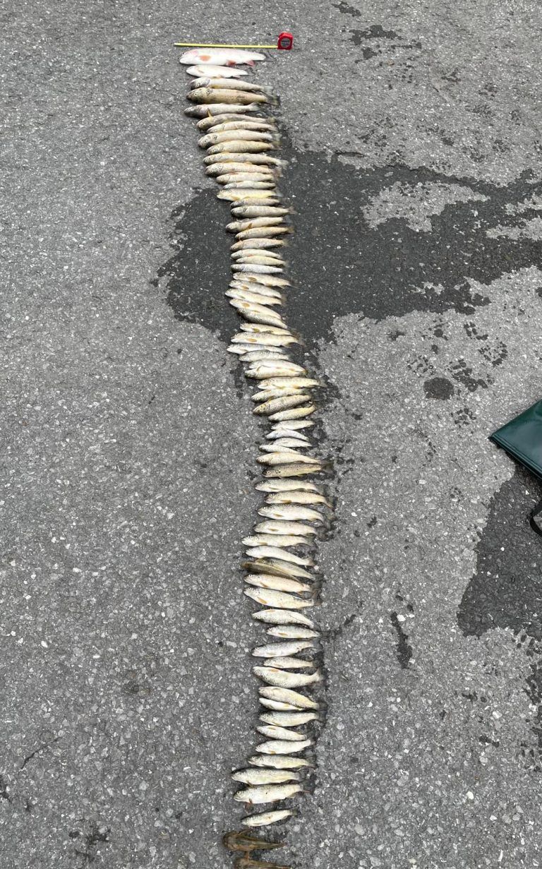Tote Fische im Schmitterbach in Egg