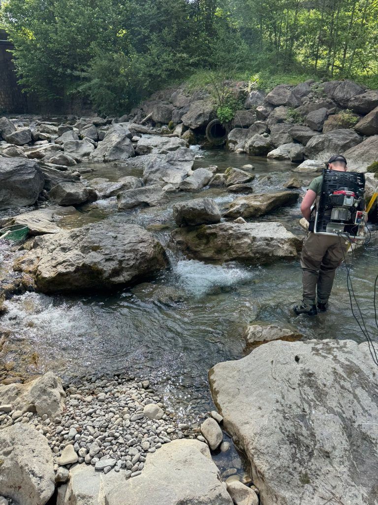 Tote Fische im Schmitterbach in Egg