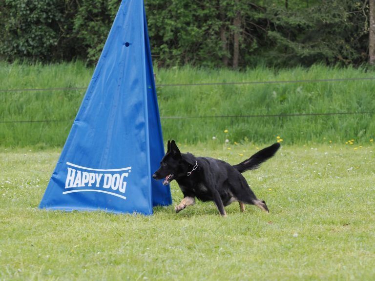 7-Länder-Wettkampf, IGP-Hundesport, Nina Winkler, Hund Ero, Mont-de-Coeuve in der Schweiz