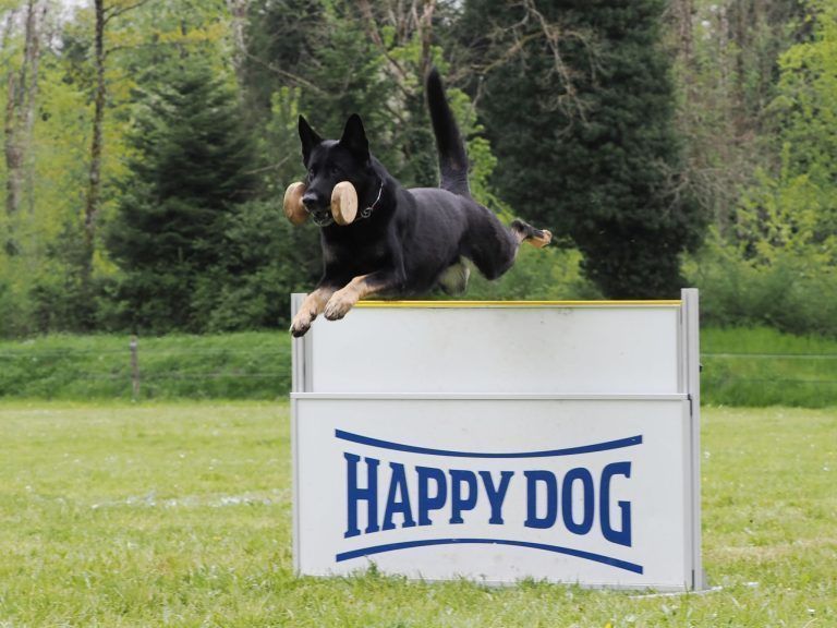 7-Länder-Wettkampf, IGP-Hundesport, Nina Winkler, Hund Ero, Mont-de-Coeuve in der Schweiz