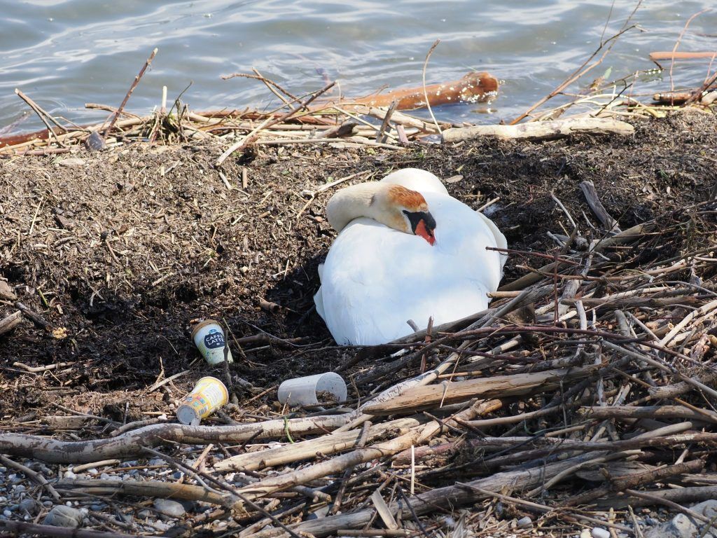 Leserbrief: Kaum Platz für unsere Tierwelt