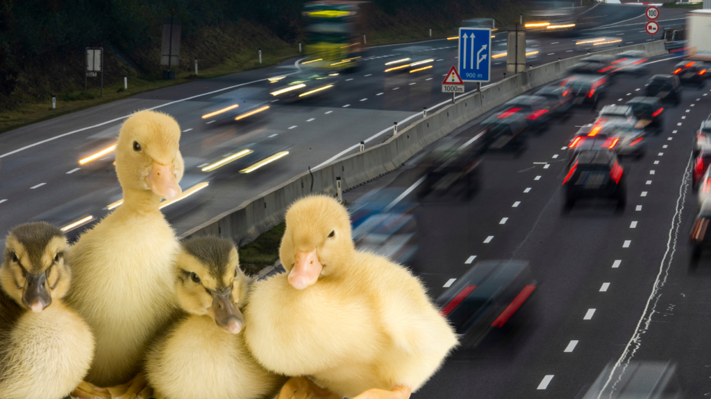 Polizei rettet Entenfamilie in Not auf der A14