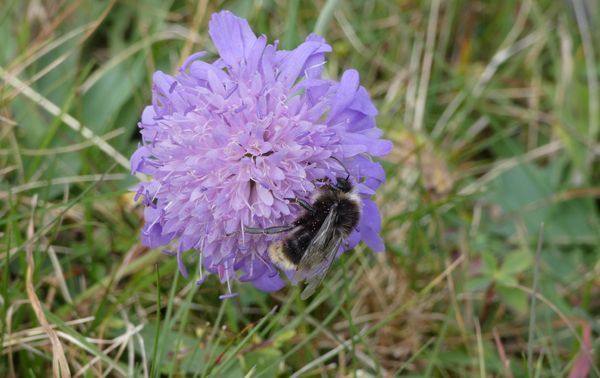 Bei der Exkursion am 26. Juni dreht sich alles um die Besonderheiten der Wildbienen. - © Stadt Bludenz