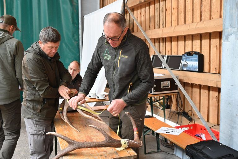 159 Hirschgeweihe zum Jubiläum: Die Geweihe wurden gemessen und gewogen.