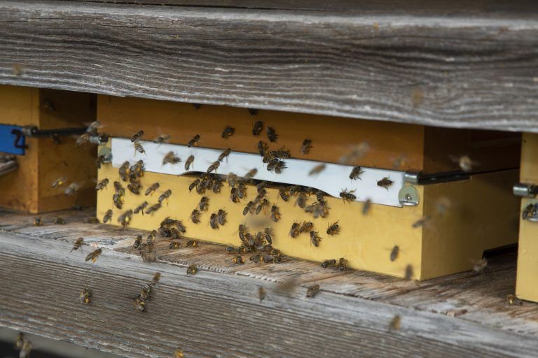 Fotos von der PK Zukunft der Bienen in Vorarlberg