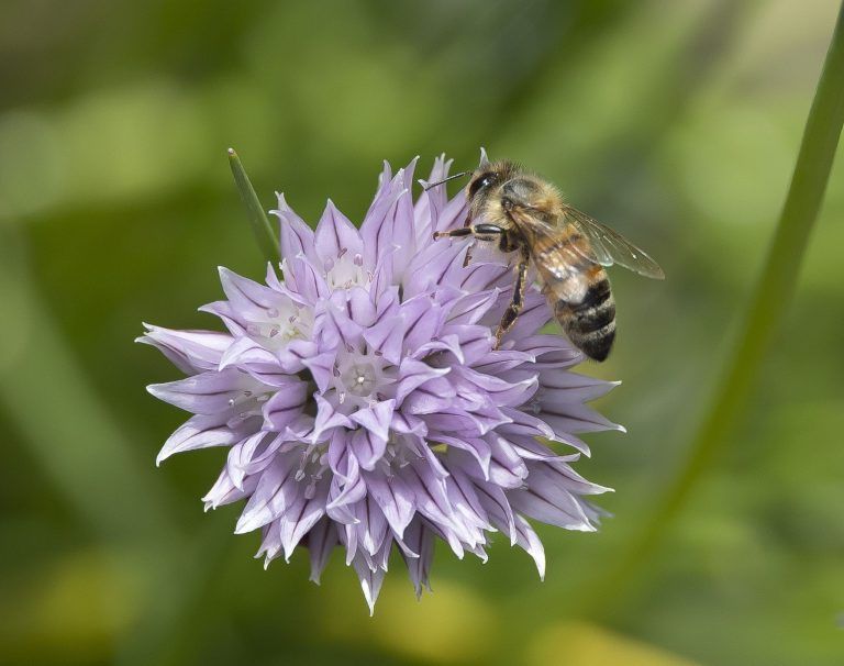 Alarm im Bienenparadies: „Es ist eine recht fragile Angelegenheit“