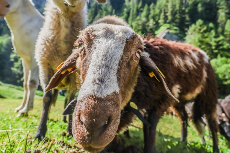 Wo geht der Wolf um? "In Vorarlberg hatten wir so einen Wolf erst einmal"