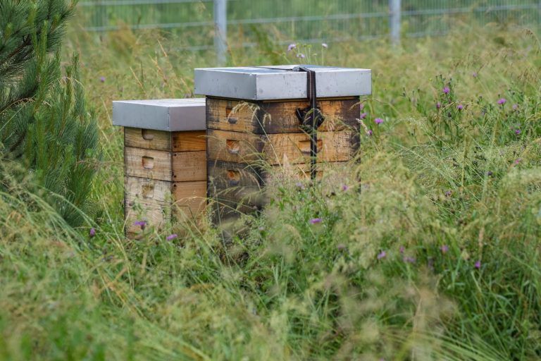 Wie Phoenix aus der Asche: Nach Großbrand wurde Standort auch ökologisch aufgerüstet