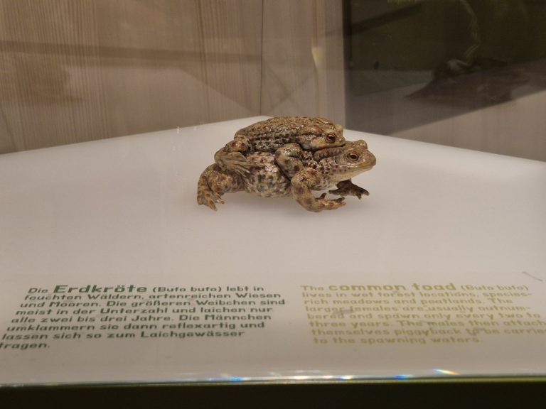 Naturraum.Verwall, Eröffnung, Ausstellungsraum
