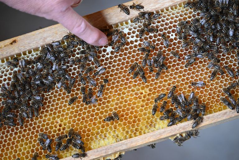 Tag des offenen Bienenstocks: Eindrücklich zeigt er den Besuchern, wie die Bienen den Honig herstellen.