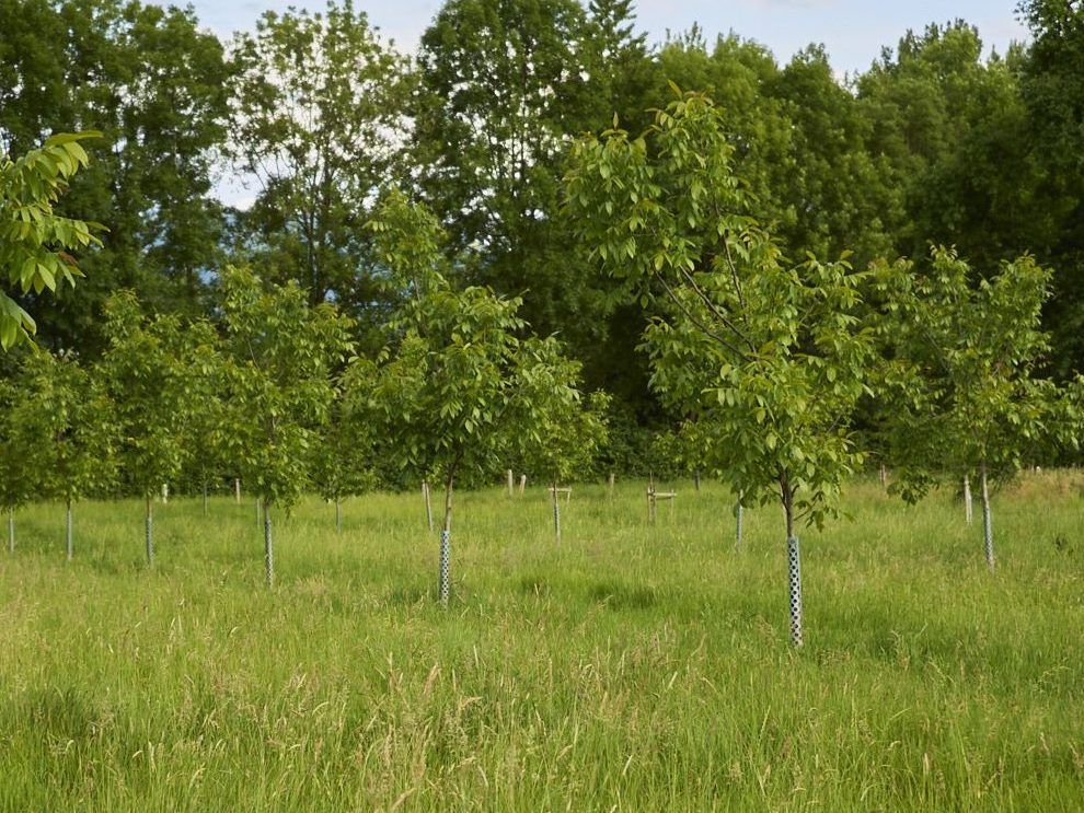 Vom Rückzug zur Rückkehr: Die Walnuss in Vorarlberg: Seit 2021 stehen etwa 100 Bäume auf der Plantage.