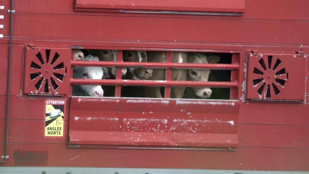 Aufregung um Kälbertransporte: Land verweist auch heuer auf Rückgang