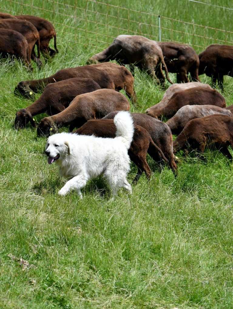 Leserbrief: Wolfsrisse und Herdenschutzhunde