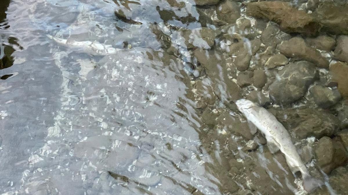 Tote Fische im Schmitterbach in Egg