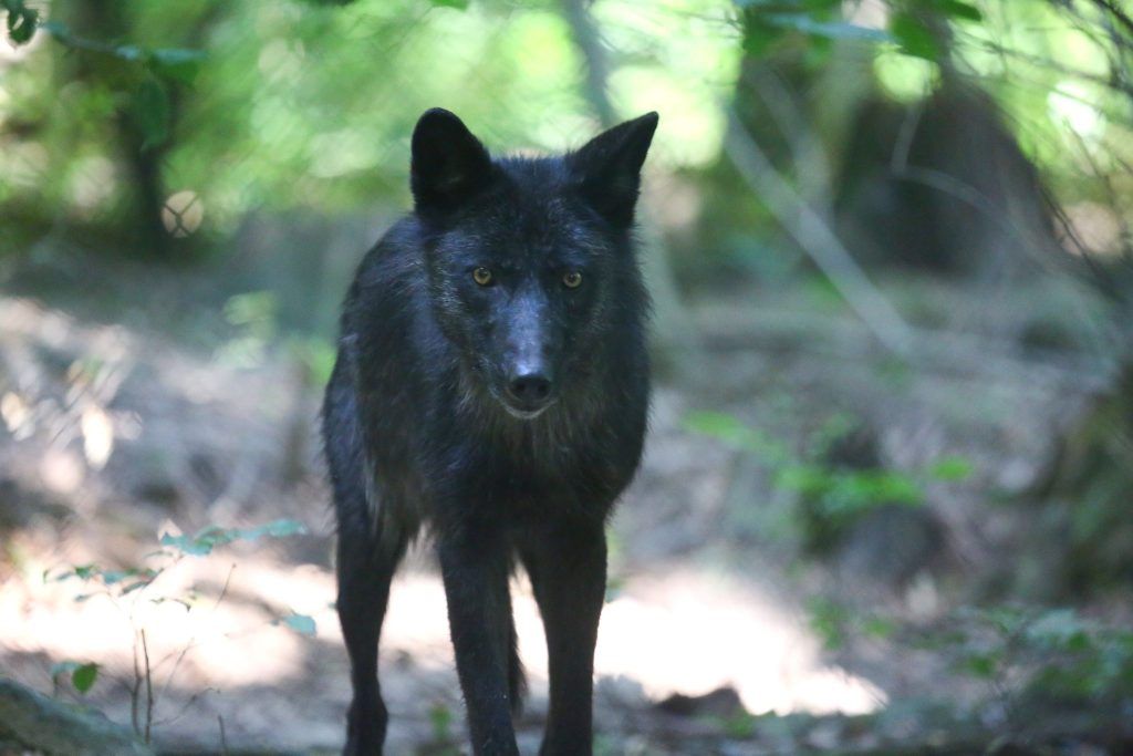 Leserbrief: Wie viele Lämmer braucht der Wolf?