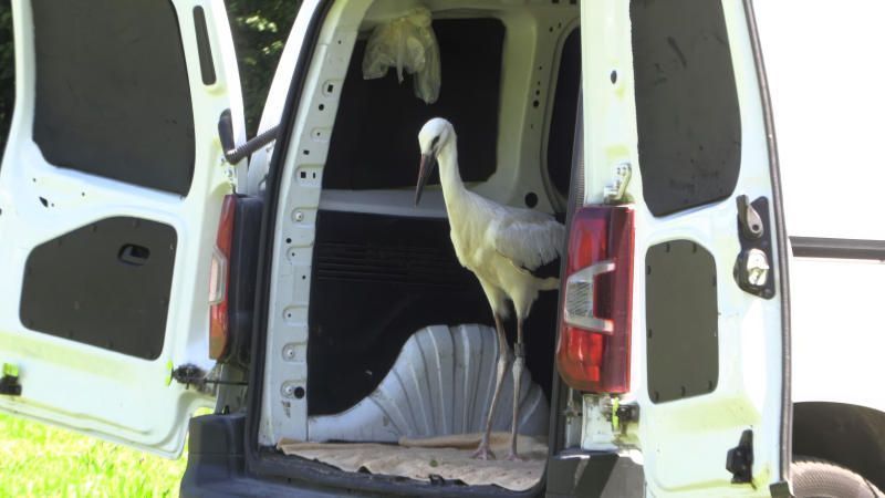 Sturmböe fegte Störche aus ihrem Nest