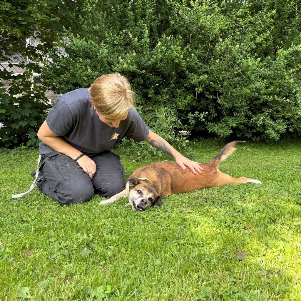 Sanfte Hundedame sucht ruhiges Zuhause