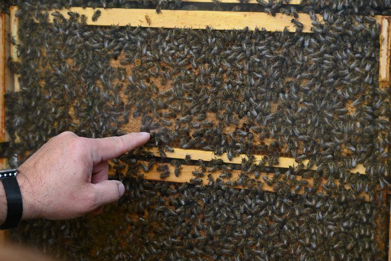 Tag des offenen Bienenstocks: Martin Alfare zeigte den Besuchern, wer im Bienenstock welche Aufgabe hat.
