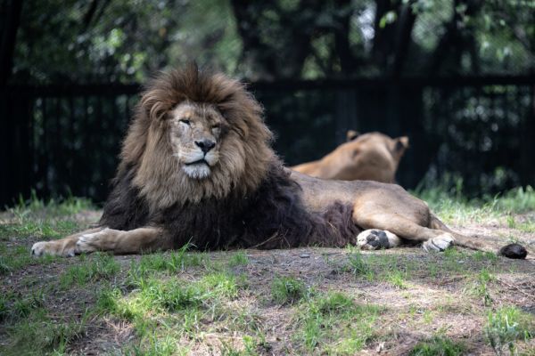 Löwe attackierte Frau in australischem Zoo