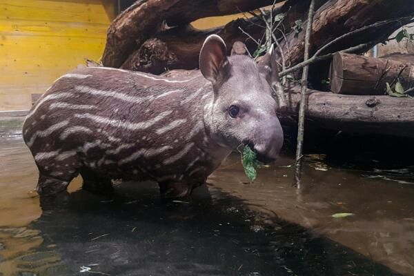 Tapir aus Schmiding soll in Melbourne für Nachwuchs sorgen