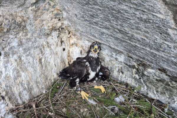 Junger Steinadler im Nationalpark Hohe Tauern besendert