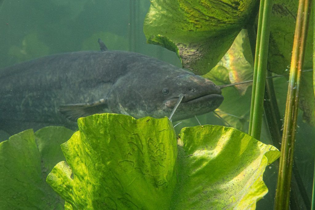 Spektakuläre Unterwasserfotos aus dem Alten Rhein: "Mit dem Zander hätte ich mehr Bedenken"