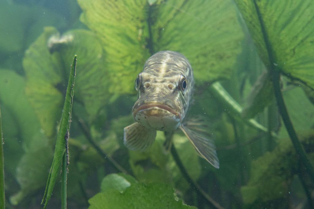 Spektakuläre Unterwasserfotos aus dem Alten Rhein: "Mit dem Zander hätte ich mehr Bedenken"