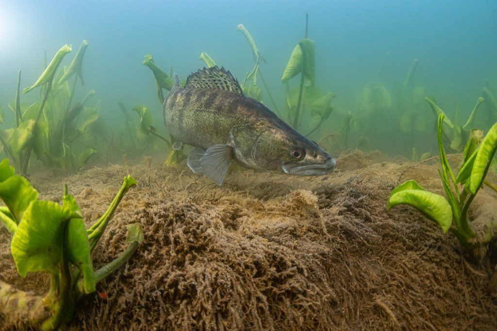 Spektakuläre Unterwasserfotos aus dem Alten Rhein: "Mit dem Zander hätte ich mehr Bedenken"