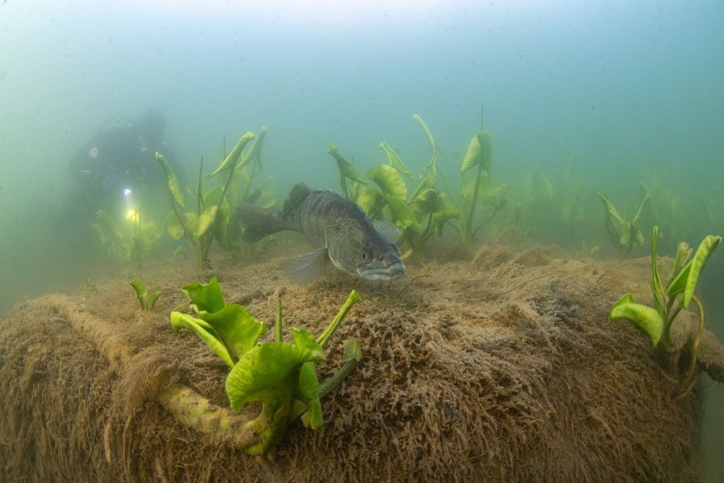 Spektakuläre Unterwasserfotos aus dem Alten Rhein: "Mit dem Zander hätte ich mehr Bedenken"