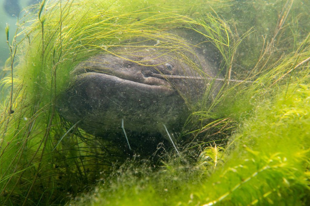 Spektakuläre Unterwasserfotos aus dem Alten Rhein: "Mit dem Zander hätte ich mehr Bedenken"