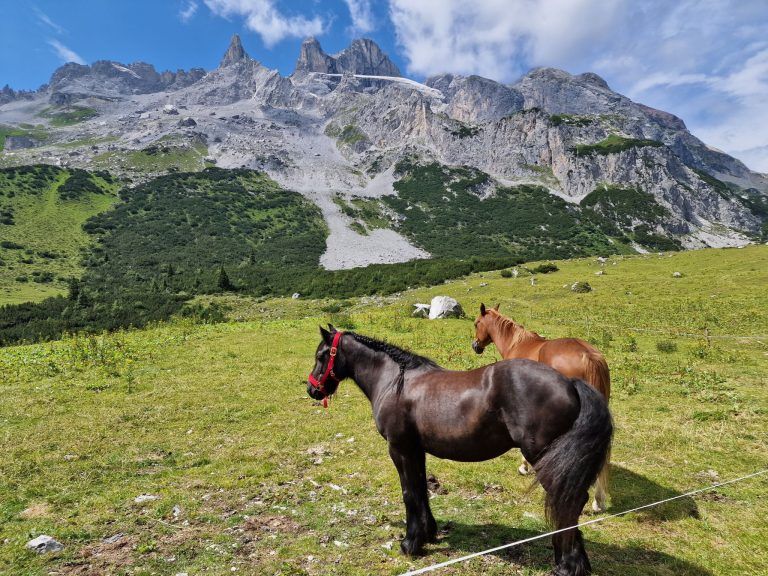 Hier gab es das Älplerfrühstück - Frühstücken wie Könige: 1. Und 1.1. zahlreiche Gäste genossen das Älplerfrühstück auf der Alpe Spora 2. zahlreiche Gäste genossen das Älplerfrühstück auf der Alpe Spora Detto 3. Franz Scheibenstock, Alpmeister Markus Netzer und Peter Bahl (von links) 4. Hauswirtschafterin Monika (Mitte) mit Franz Scheibenstock (re) undGerhard Vonier (li) 5. Peter Bahl. Franz Scheibenstock, Monika, Gerhard Vonier (von links) 6. Die schmucken Reitpferde genießen die Ruhe 7. Patrick, ein Besucher, genießt das feine Buffet 8. Die Drei Türme zu bestaunen, sind ein einzigartiges Erlebnis 9. Auch die braven Kühe sind neugierig, was heute los ist. 10. 11. Detto 11. Wirtschaftsgebäude der Alpe Spora mit Sulzfluhblick (Bildergalerie)