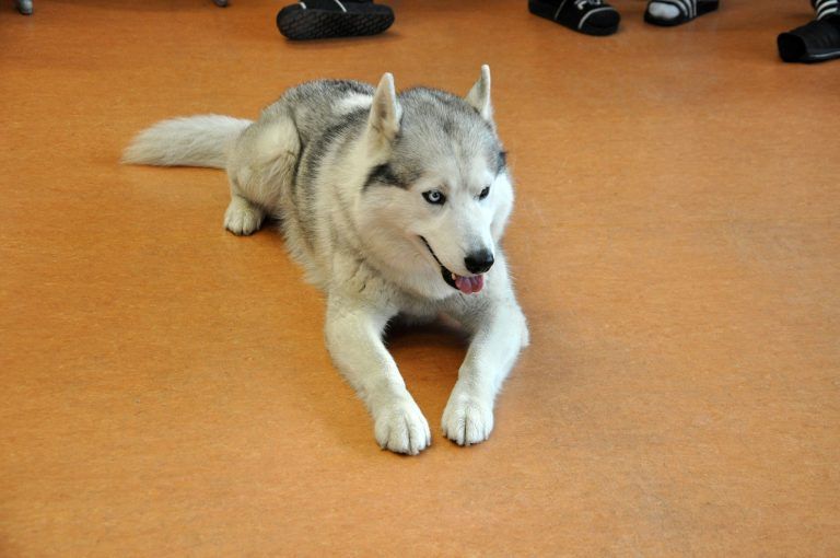 Fellnase mit Lehrauftrag: Husky Lotus fühlte sich in der Klasse sichtlich wohl.