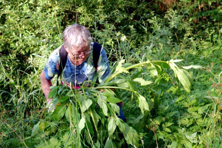 Gemeinsam für Naturvielfalt angepackt: Weg mit den Neophyten: Die Teilnehmerinnen gaben am Vielfaltertag alles.
