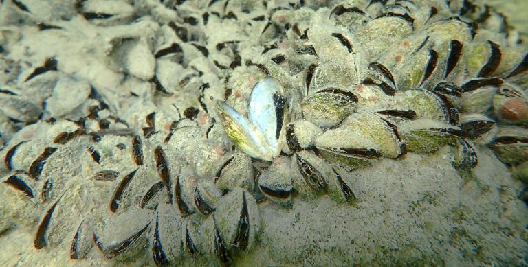 Müssen bald alle Boote am Bodensee in die Waschanlage? "In Vorarlberg wäre eine Einführung grundsätzlich möglich"