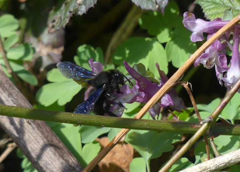 Schleimige Plattwürmer, Riesenzecken mit Augen, stinkende Wanzen: In Vorarlberg machen sich immer mehr eingeschleppte Tierarten breit