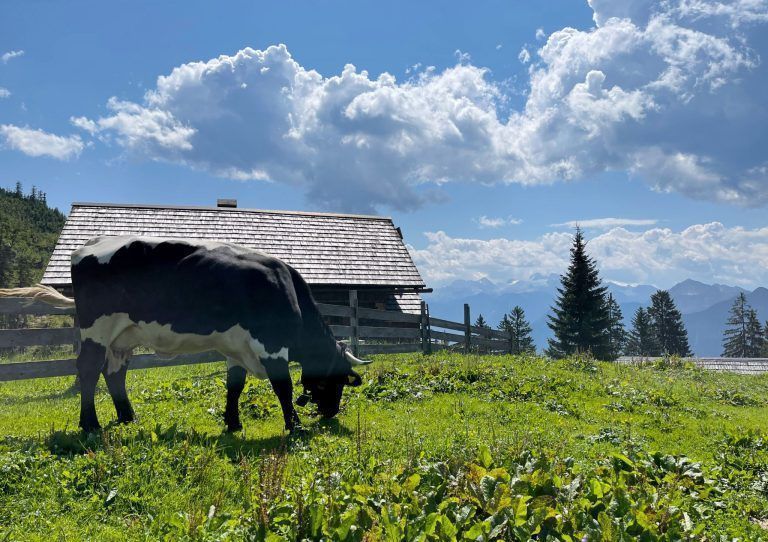 Auffällige Knoten: Rinderseuche sorgt für Nervosität