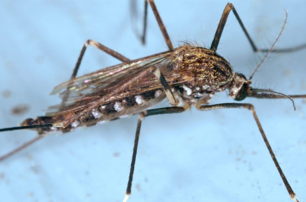 Schleimige Plattwürmer, Riesenzecken mit Augen, stinkende Wanzen: In Vorarlberg machen sich immer mehr eingeschleppte Tierarten breit