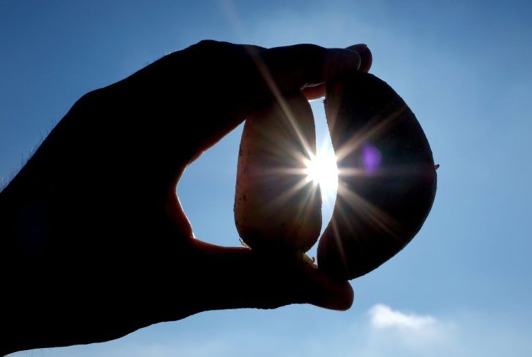 Umstrittene Chance auf klimafittere Pflanzen
