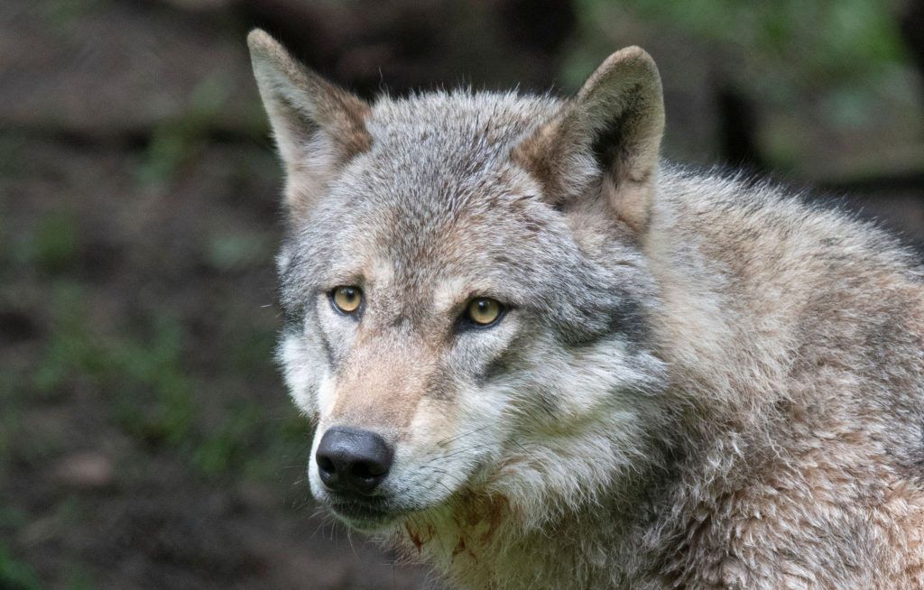 Leserbrief: Krise des Wolfes oder der Empathie?