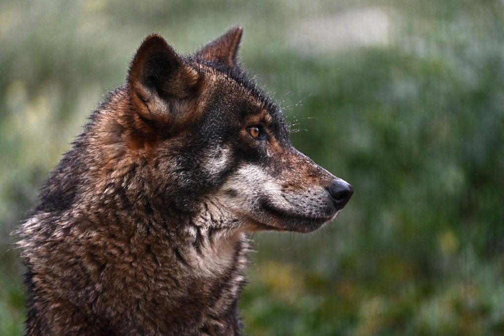 Jagd auf den Wolf: &#8220;Er könnte schon weitergezogen sein&#8221;