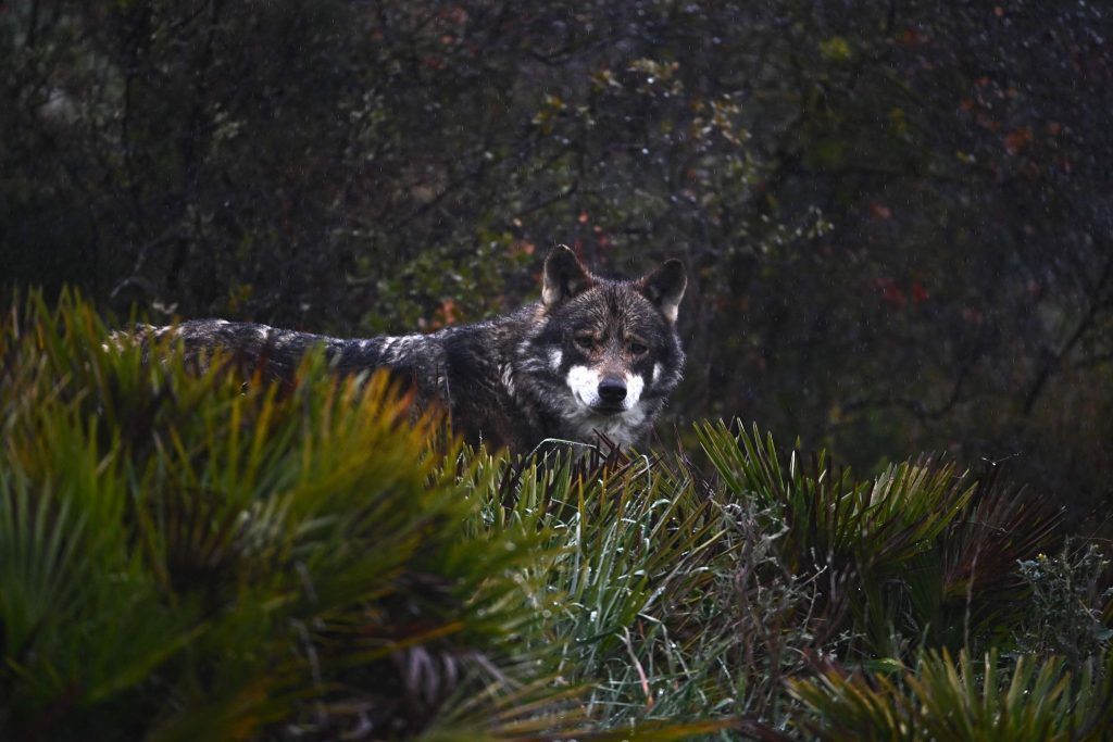 Nun fix: Wolf darf geschossen werden