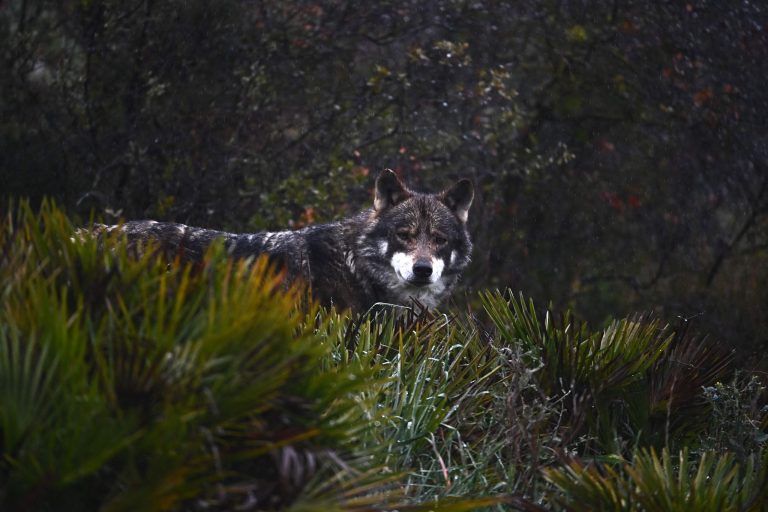 SPAIN-ANIMALS-WOLF