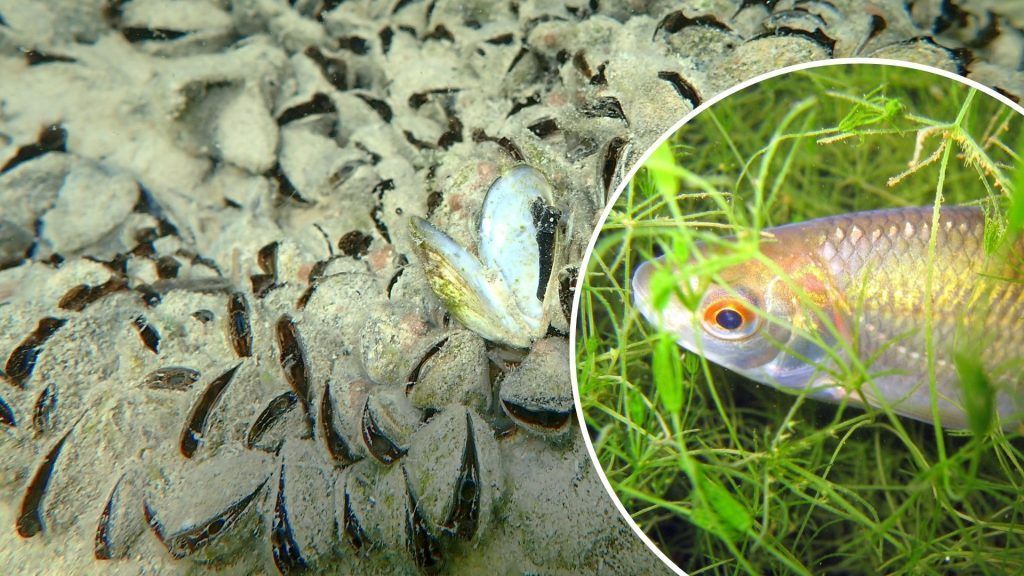 Quaggamuschel-Invasion: Kann ein Fisch den Bodensee retten?