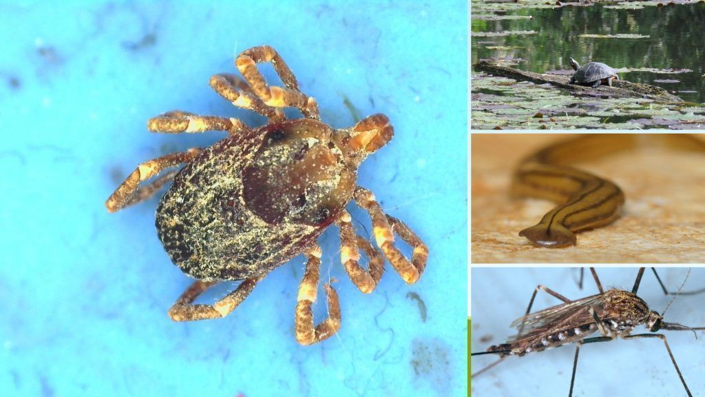 Schleimige Plattwürmer, Riesenzecken mit Augen, stinkende Wanzen: In Vorarlberg machen sich immer mehr eingeschleppte Tierarten breit