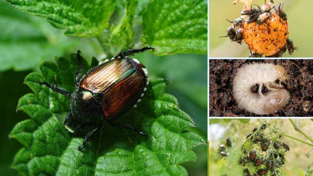 Hörbranzerin entdeckt gefürchteten Japankäfer im Garten: &#8220;Ich wollte gerade eine Gurke pflücken&#8221;