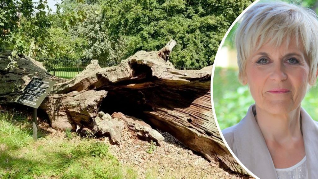 Lisbeth Bischoff über eine berühmte Eiche