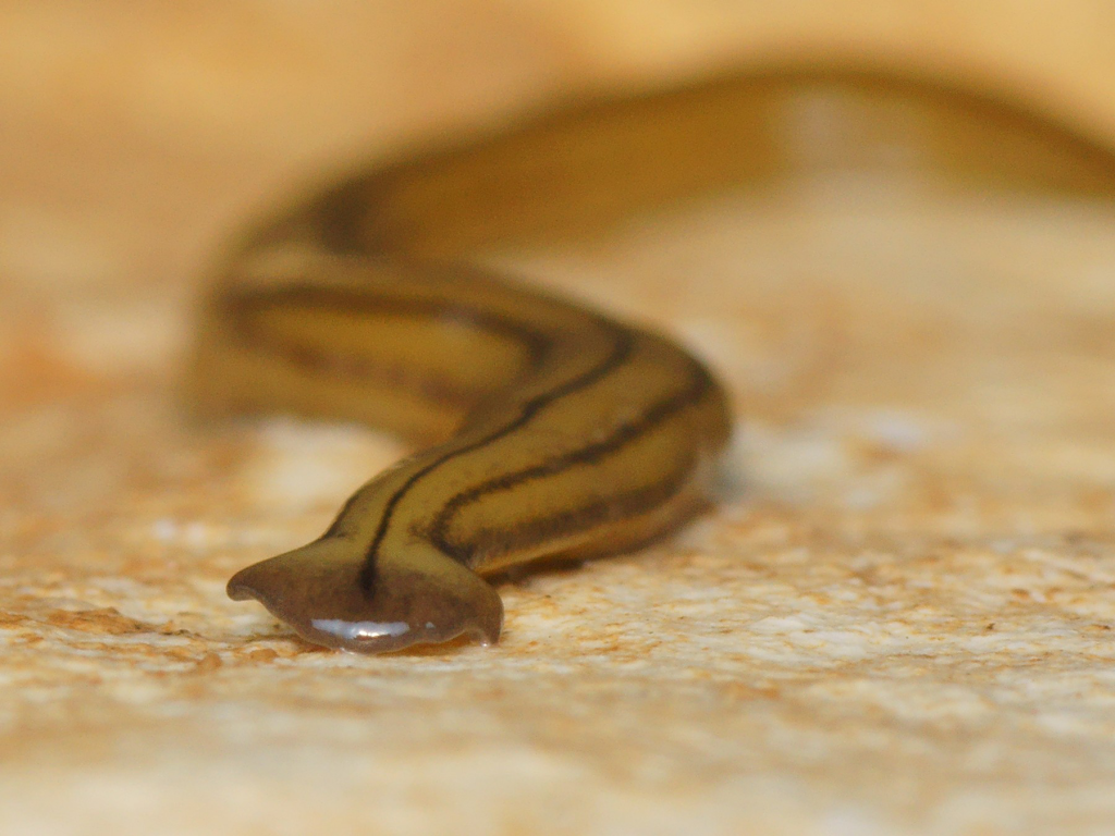 Schleimige Plattwürmer, Riesenzecken mit Augen, stinkende Wanzen: In Vorarlberg machen sich immer mehr eingeschleppte Tierarten breit
