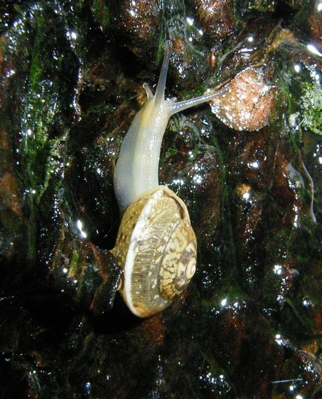 Schleimige Plattwürmer, Riesenzecken mit Augen, stinkende Wanzen: In Vorarlberg machen sich immer mehr eingeschleppte Tierarten breit