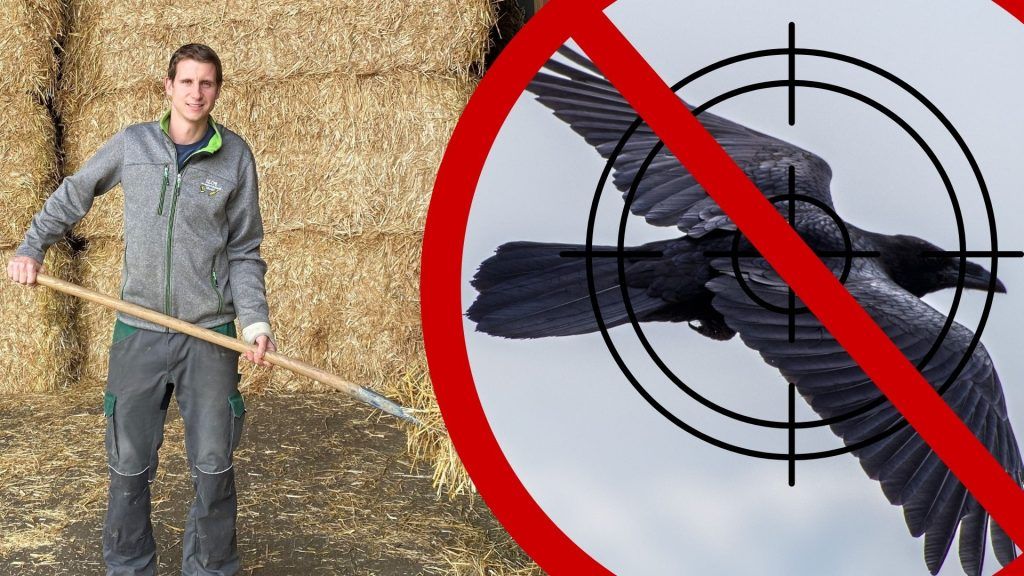 Rabenkrähen auf der Abschussliste: Das sagen Landwirte, Naturschützer und Jäger